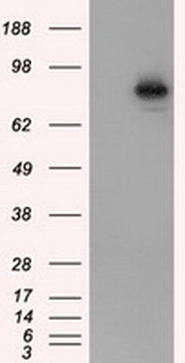 ARNT Antibody in Western Blot (WB)