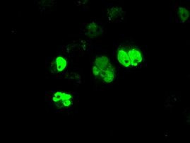 ARNTL Antibody in Immunocytochemistry (ICC/IF)