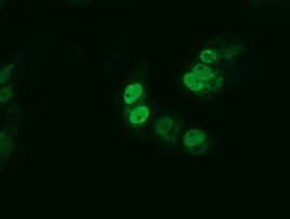 ARNTL Antibody in Immunocytochemistry (ICC/IF)