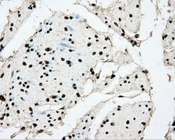 ARNTL Antibody in Immunohistochemistry (Paraffin) (IHC (P))