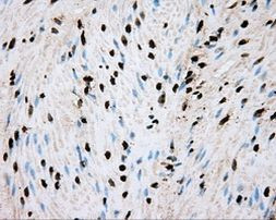 ARNTL Antibody in Immunohistochemistry (Paraffin) (IHC (P))