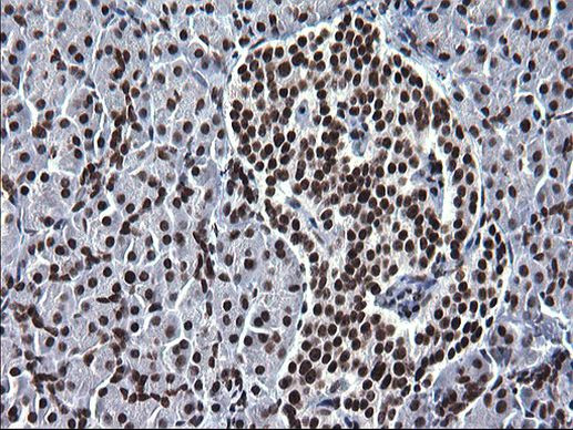 ARNTL Antibody in Immunohistochemistry (Paraffin) (IHC (P))