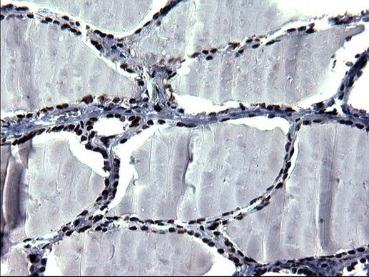 ARNTL Antibody in Immunohistochemistry (Paraffin) (IHC (P))