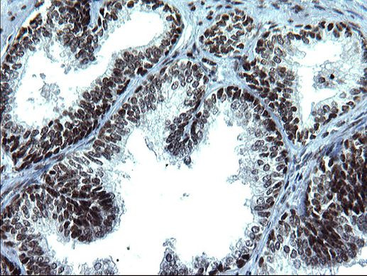 ARNTL Antibody in Immunohistochemistry (Paraffin) (IHC (P))