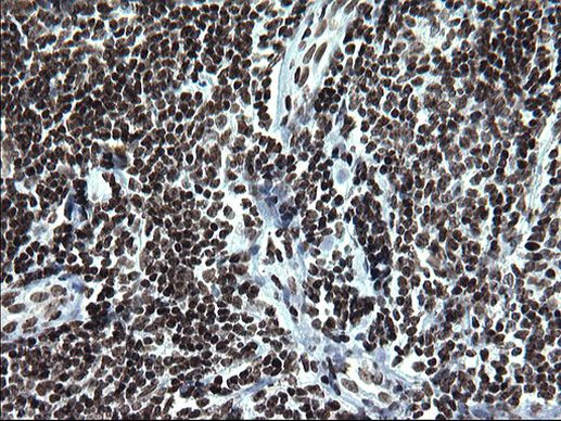 ARNTL Antibody in Immunohistochemistry (Paraffin) (IHC (P))