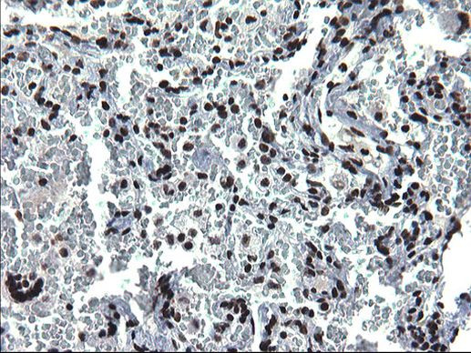 ARNTL Antibody in Immunohistochemistry (Paraffin) (IHC (P))