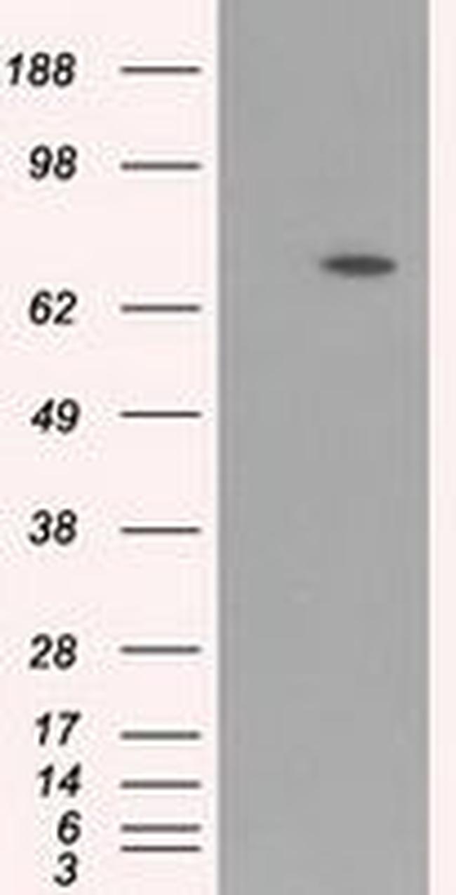 ARNTL Antibody in Western Blot (WB)