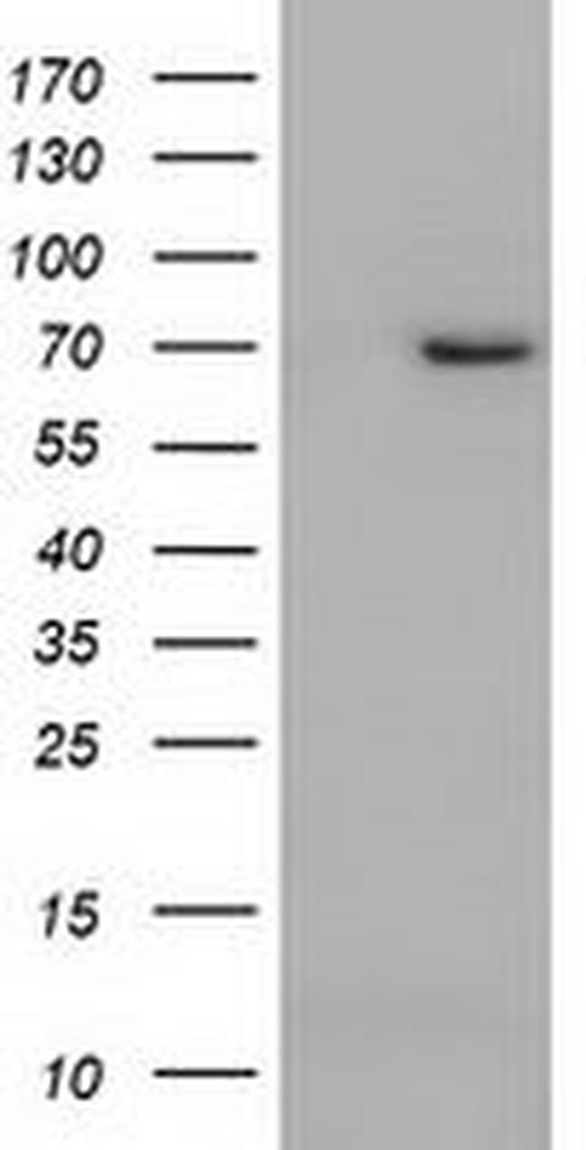 ARNTL Antibody in Western Blot (WB)