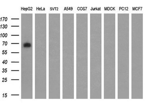 ARNTL Antibody in Western Blot (WB)