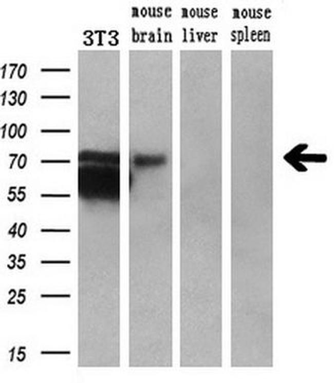 ARNTL Antibody in Western Blot (WB)