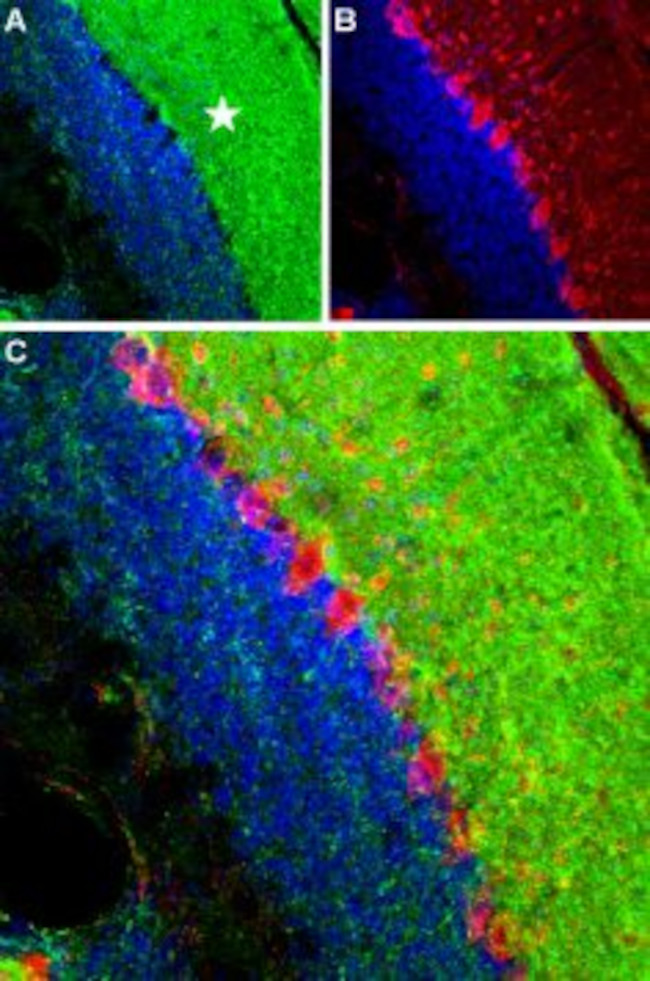 Ryanodine Receptor 1 Antibody in Immunohistochemistry (Frozen) (IHC (F))