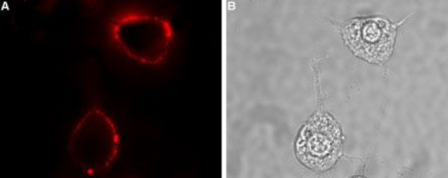 RAMP1 (extracellular) Antibody in Immunocytochemistry (ICC/IF)