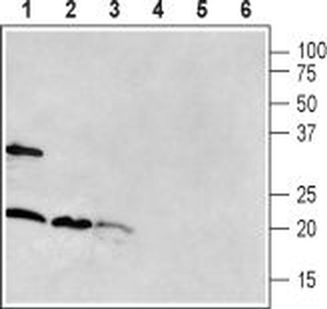 RAMP1 (extracellular) Antibody in Western Blot (WB)