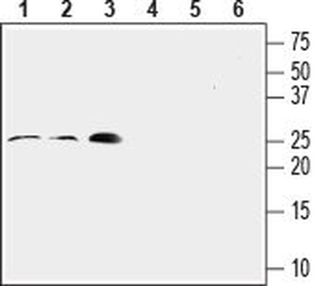 RAMP2 (extracellular) Antibody in Western Blot (WB)