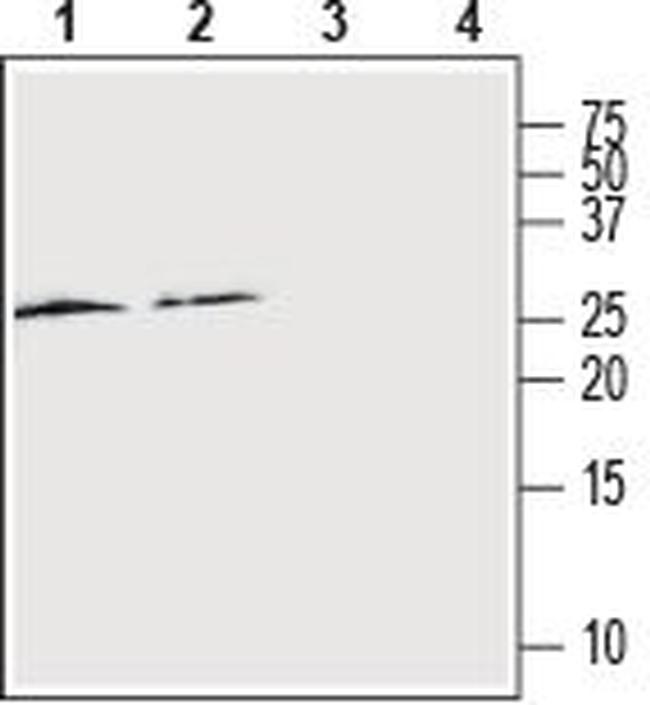 RAMP2 (extracellular) Antibody in Western Blot (WB)