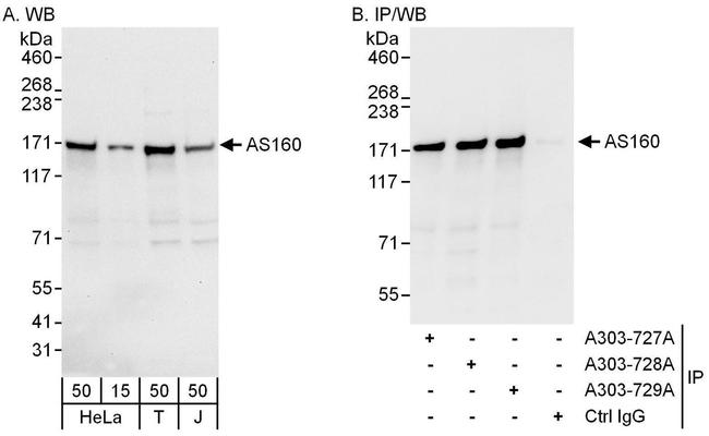 AS160 Antibody in Western Blot (WB)