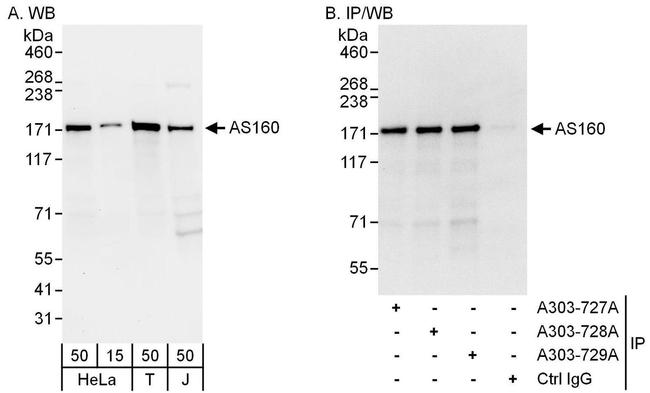 AS160 Antibody in Western Blot (WB)