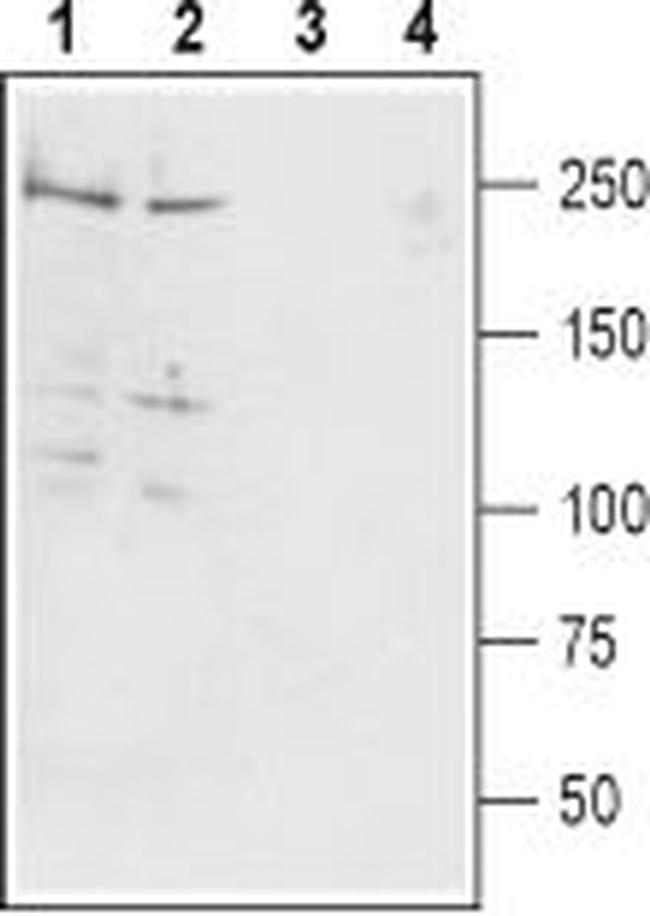 Pan NaV Antibody in Western Blot (WB)