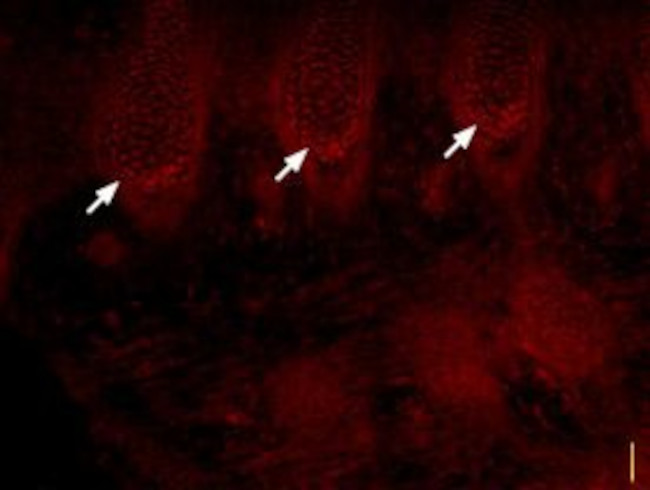 SCN3A (NaV1.3) Antibody in Immunohistochemistry (Frozen) (IHC (F))