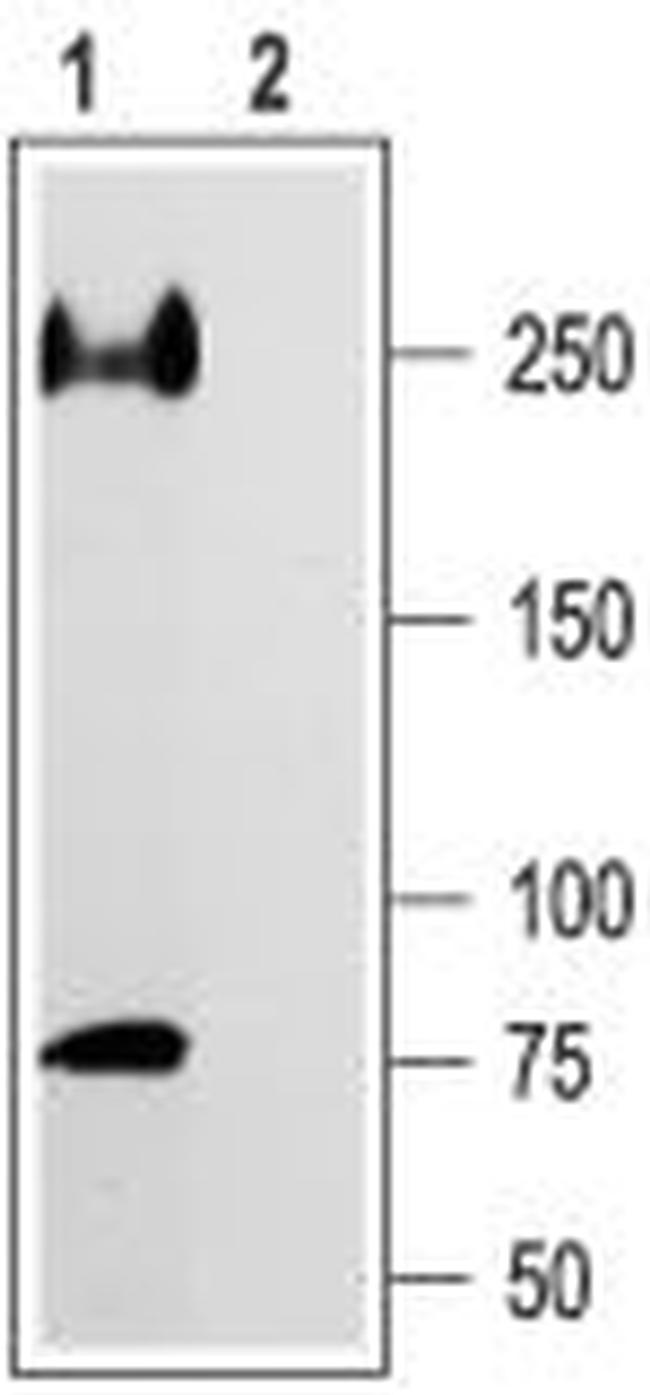 NaV1.5 (SCN5A) (493-511) Antibody in Western Blot (WB)