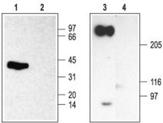 SCN2B (NaV beta 2) Antibody in Western Blot (WB)