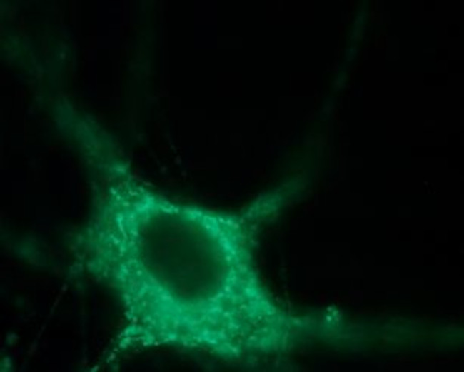 NaV1.7 (SCN9A) Antibody in Immunocytochemistry (ICC/IF)