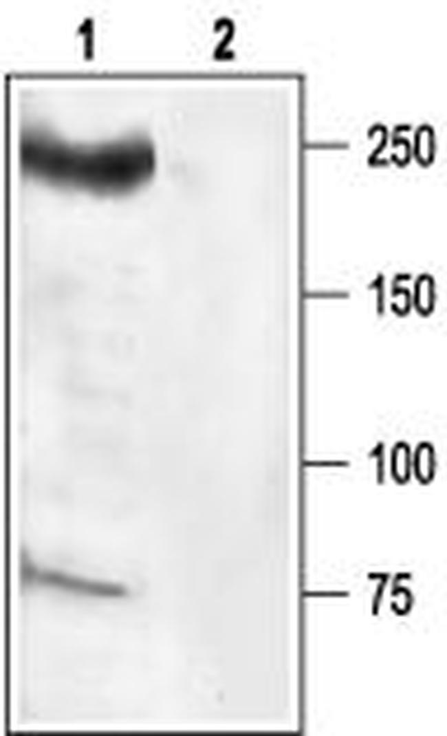 NaV1.6 (SCN8A) Antibody in Western Blot (WB)