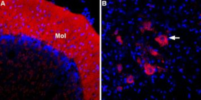 ASIC2a Antibody in Immunohistochemistry (Frozen) (IHC (F))