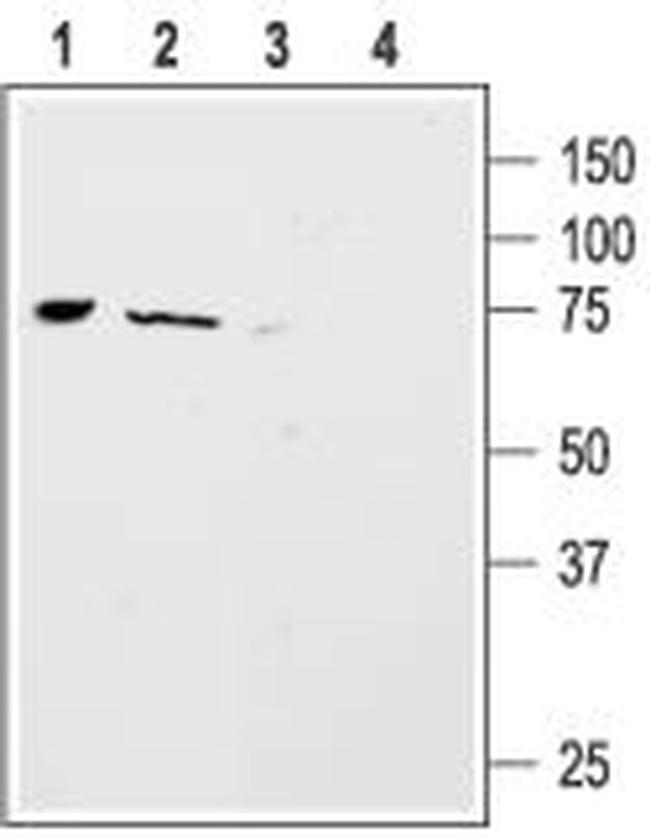 ASIC4 Antibody in Western Blot (WB)