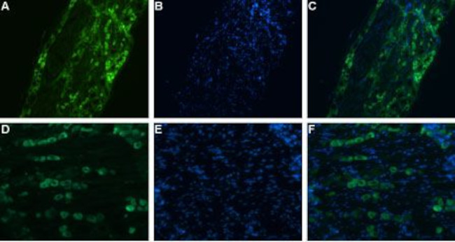 SCN11A (NaV1.9) Antibody in Immunohistochemistry (IHC)