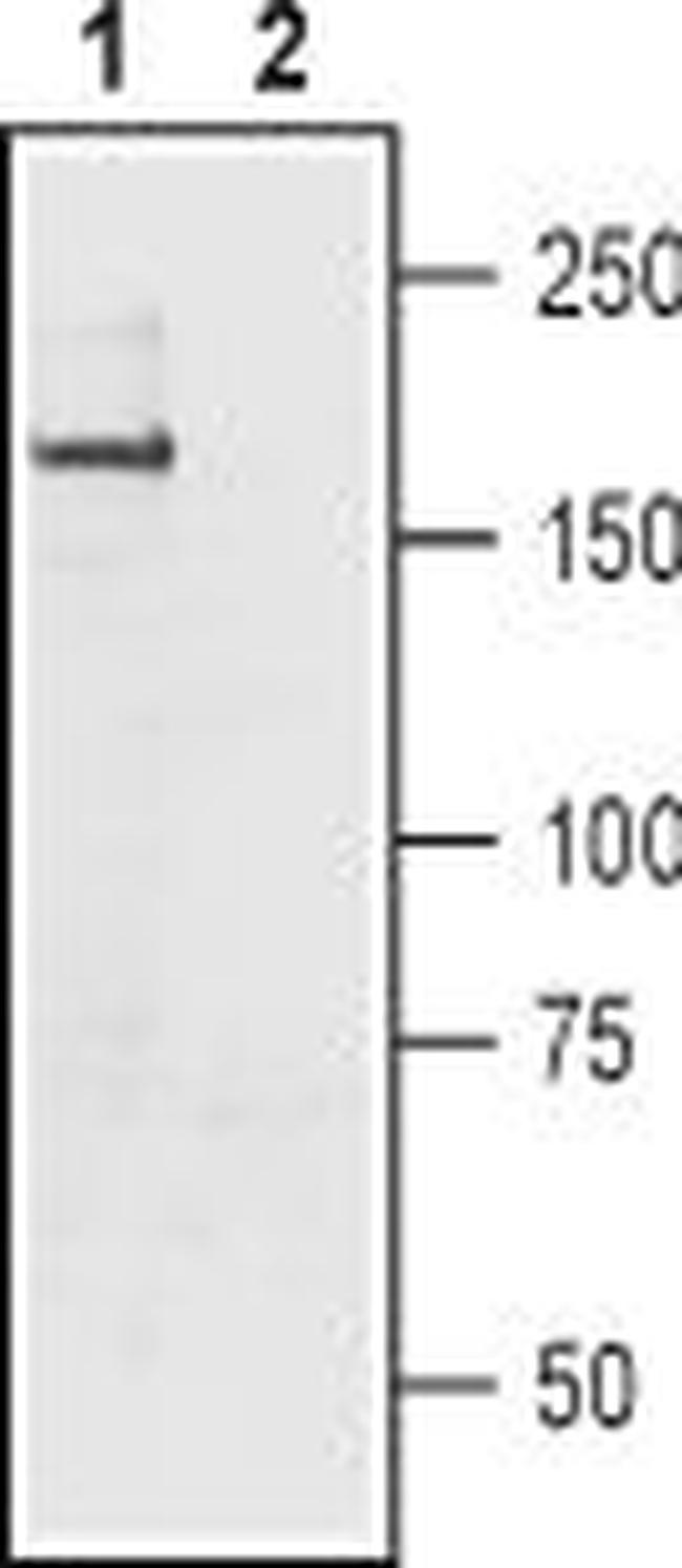 SCN11A (NaV1.9) Antibody in Western Blot (WB)