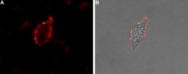 NaV1.7 (SCN9A) (extracellular) Antibody in Immunocytochemistry (ICC/IF)