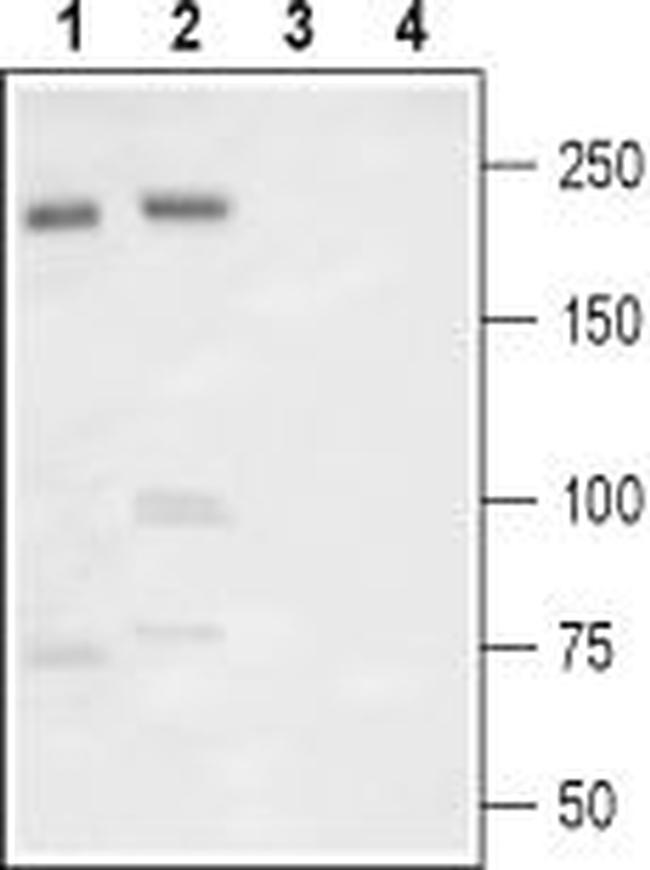 NaV1.7 (SCN9A) (extracellular) Antibody in Western Blot (WB)