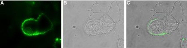 pan ASIC (extracellular) Antibody in Immunocytochemistry (ICC/IF)