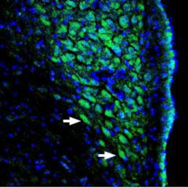 pan ASIC (extracellular) Antibody in Immunohistochemistry (Frozen) (IHC (F))