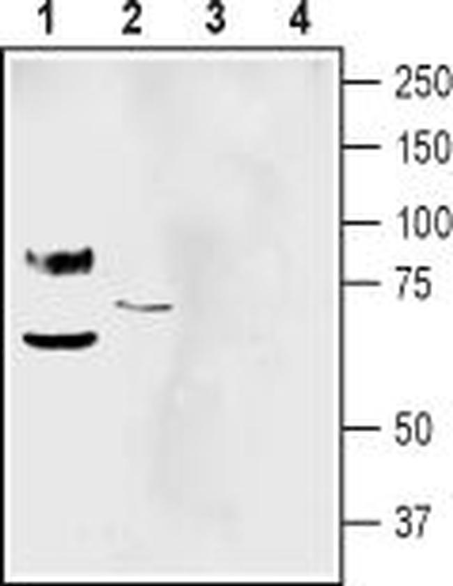 pan ASIC (extracellular) Antibody in Western Blot (WB)