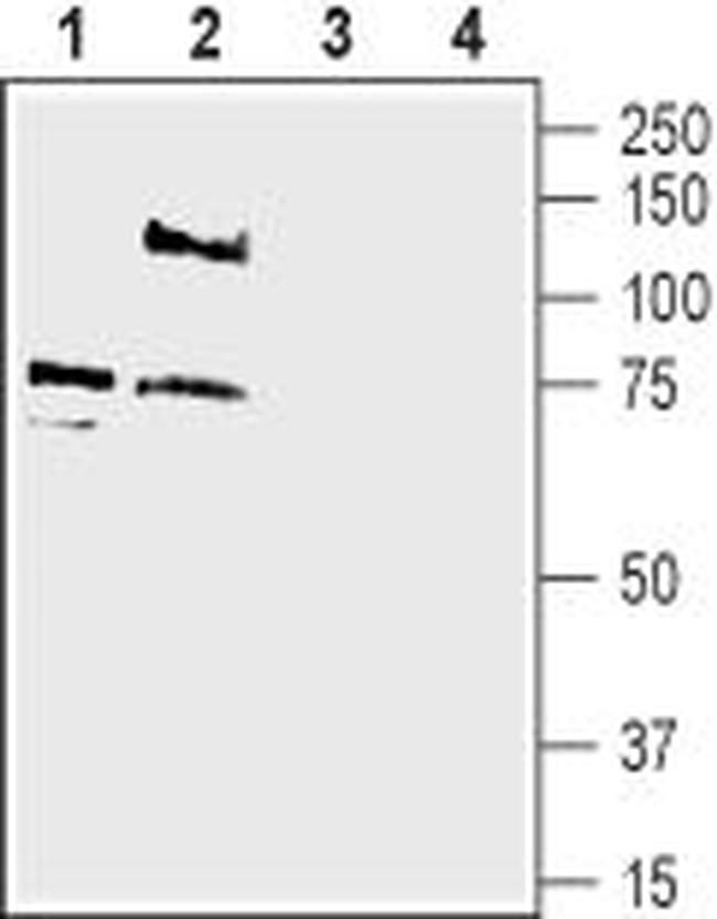 pan ASIC (extracellular) Antibody in Western Blot (WB)