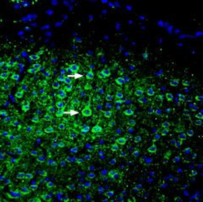 ASIC5 (extracellular) Antibody in Immunohistochemistry (Frozen) (IHC (F))