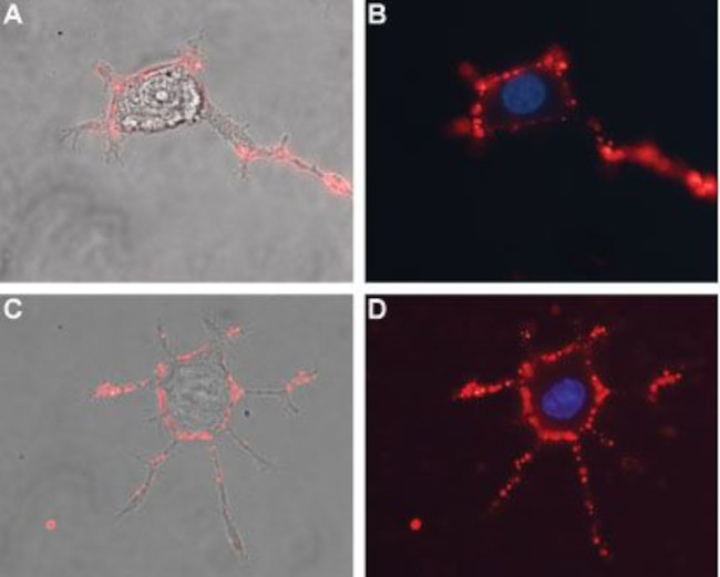 SCN1B (NaV beta 1) (extracellular) Antibody in Immunocytochemistry (ICC/IF)