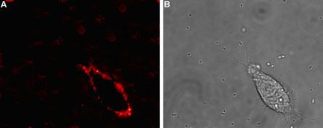 SCN4B (NaV beta 4) (extracellular) Antibody in Immunocytochemistry (ICC/IF)