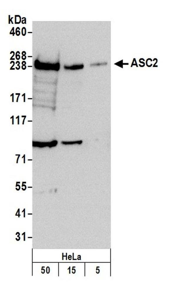 ASC2 Antibody in Western Blot (WB)