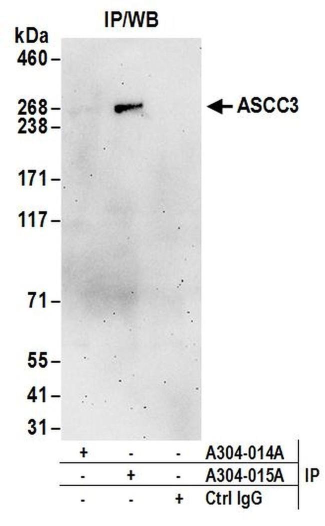 ASCC3 Antibody in Western Blot (WB)