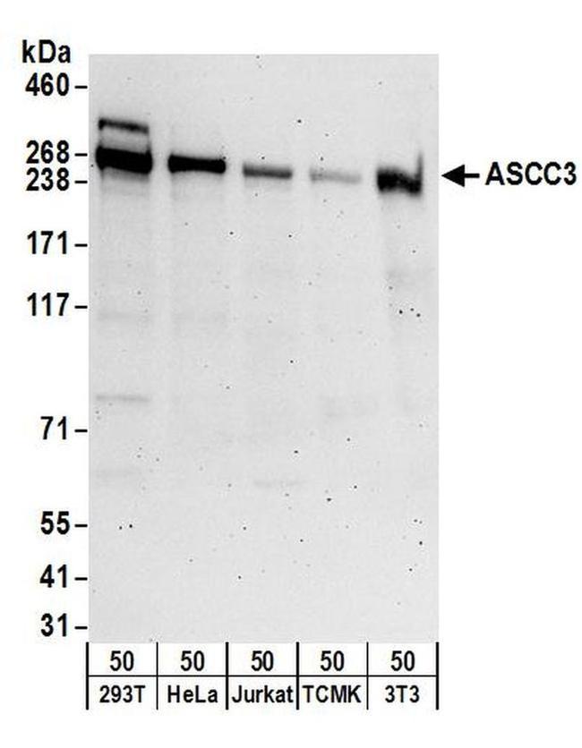 ASCC3 Antibody in Western Blot (WB)