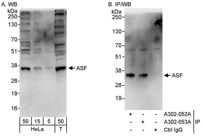 ASF Antibody in Western Blot (WB)