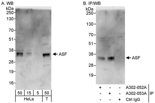 ASF Antibody in Western Blot (WB)