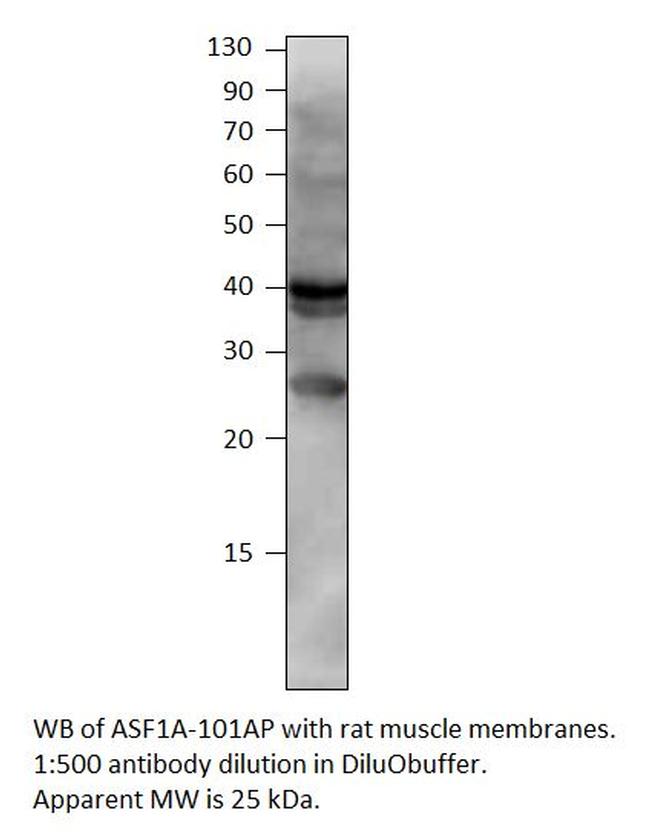 ASF1A Antibody in Western Blot (WB)