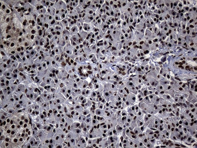 ASH2L Antibody in Immunohistochemistry (Paraffin) (IHC (P))