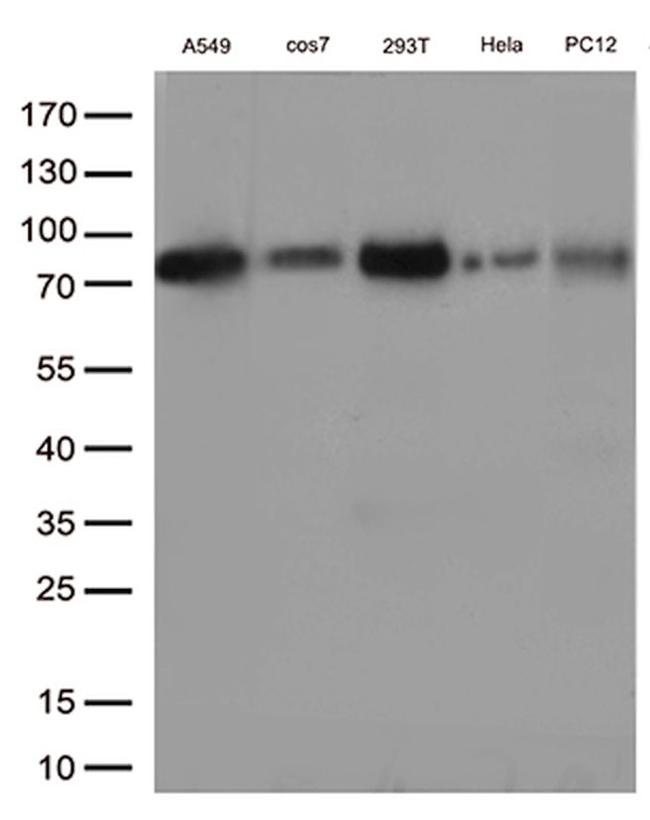 ASH2L Antibody in Western Blot (WB)