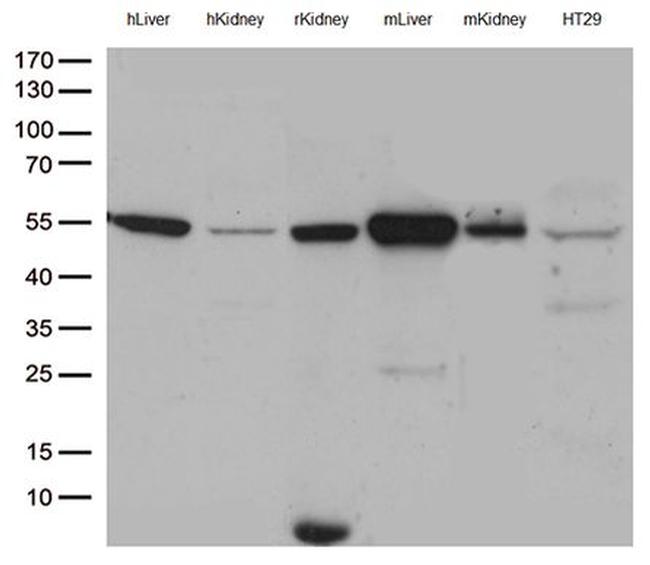 ASL Antibody in Western Blot (WB)