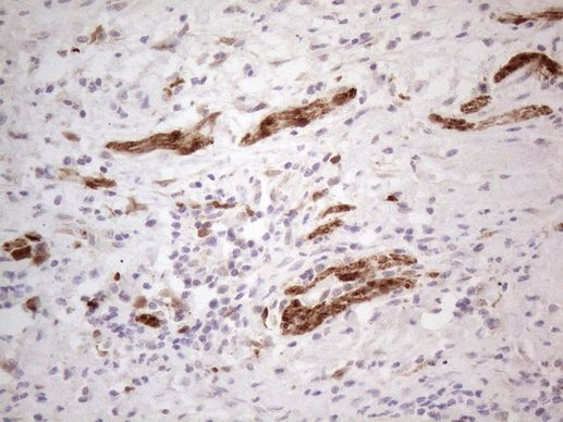 ASPA Antibody in Immunohistochemistry (Paraffin) (IHC (P))